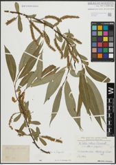Foto von Salix alba L. x Salix fragilis L.